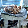 Littleman joined the competition — help win amazing prizes! dog, sleeping, pet_bed, window, indoor, small_dog, fur, cozy, resting, animal, carpet, plastic_bottle, cardboard_box, household, sunlight, wood_floor, pet_furniture, quiet, cute, relaxing
