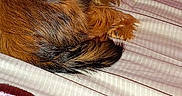 Littleman joined the competition — help win amazing prizes! animal, bed, blanket, brown_fur, companion, cozy, curled_up, cute, dog, domestic, fabric, fur, furniture, indoor, looking_back, pet, resting, small_dog, striped, wood