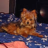dog, small_dog, brown_dog, pet, bed, blanket, indoor, cozy, fur, resting, lying_down, animal, cute, companion, home, comfort, television, dark_room, patterned_blanket, relaxation