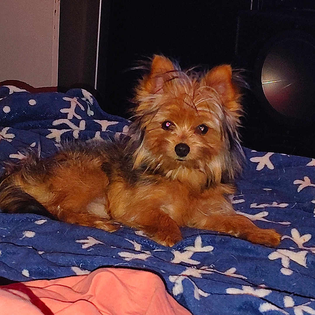 Littleman