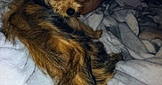 Littleman joined the competition — help win amazing prizes! dog, small_dog, long_tail, fluffy, bed, blanket, indoor, resting, sleepy, pet, animal, fur, cozy, relaxed, canine, paw, ears, tail, brown, black
