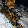 dog, small_dog, long_tail, fluffy, bed, blanket, indoor, resting, sleepy, pet, animal, fur, cozy, relaxed, canine, paw, ears, tail, brown, black
