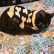 Luna is registered to the contest to win money with this photo: cat, sleeping, bedspread, patterned, knit_sweater, black_cat, brown, white, cozy, indoor, cute, resting, feline, pet, animal, warm_lighting, textile, soft, comfort, relaxed