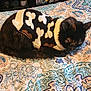 cat, sleeping, bedspread, patterned, knit_sweater, black_cat, brown, white, cozy, indoor, cute, resting, feline, pet, animal, warm_lighting, textile, soft, comfort, relaxed