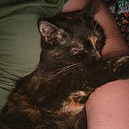 Luna is registered to the contest to win money with this photo: animal, arm, cat, closeup, comfort, cozy, cuddle, dark, friendship, fur, human, indoor, nap, pet, relaxation, resting, sleeping, soft_light, tortoiseshell_cat, whiskers