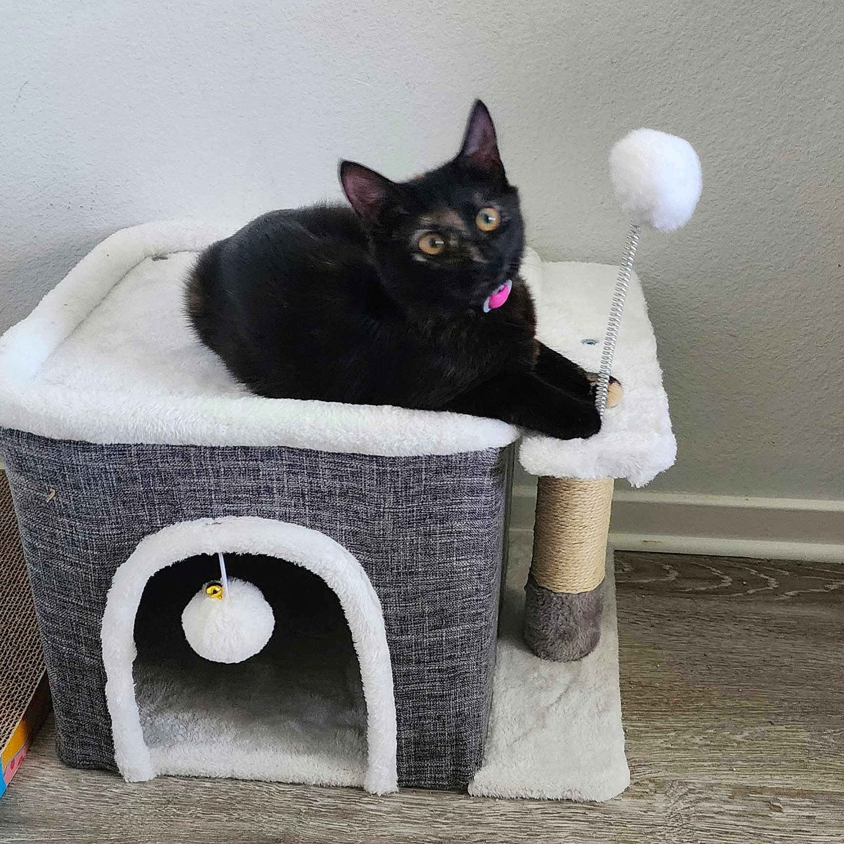 Luna is registered to the contest to win money with this photo: animal, black_cat, cat, cat_condo, collar, cozy, cute, domestic_animal, floor, fluffy_ball, furniture, indoor, pet, playful, relaxed, scratching_post, spring_toy, toy, wall, wooden_floor