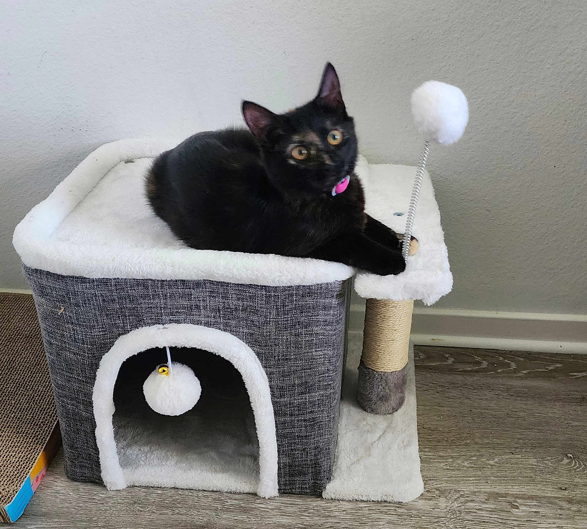 Luna is registered to the contest to win money with this photo: cat, black_cat, pet, animal, cat_condo, toy, spring_toy, fluffy_ball, floor, wooden_floor, wall, indoor, cozy, furniture, scratching_post, playful, relaxed, cute, domestic_animal, collar