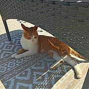 Lolly joined the competition — help win amazing prizes! cat, orange_cat, white_cat, outdoor, sunlight, patterned_rug, woven_chair, shadow, relaxed, pet, animal, summer, resting, feline, grass, leg, paw, texture, daylight, nature