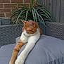 Lolly is registered to the contest to win money with this photo: cat, orange_cat, white_cat, stretching, cushion, gray_cushion, outdoor, plant, green_plant, brick_wall, wicker_furniture, relaxing, pet, feline, sleepy, paws, resting, cozy, home_garden, daylight