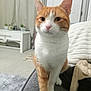 Lolly joined the competition — help win amazing prizes! cat, orange_cat, white_cat, indoor, living_room, furniture, couch, curious, pet, animal, cozy, home, plant, blanket, carpet, door, table, feline, whiskers, paws