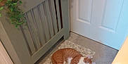 Lolly is registered to the contest to win money with this photo: cat, indoor, rug, door, radiator_cover, clock, greenery, plant, carpet, orange_cat, white_cat, resting, relaxed, furniture, home_decor, cozy, floor, pet, animal, quiet
