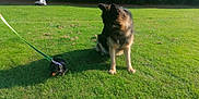 Dexter is registered to the contest to win money with this photo: dog, german_shepherd, dachshund, puppy, grass, leash, park, outdoor, person, sitting, sunlight, animal, pet, nature, greenery, shadow, canine, companion, field, resting