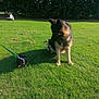 dog, german_shepherd, dachshund, puppy, grass, leash, park, outdoor, person, sitting, sunlight, animal, pet, nature, greenery, shadow, canine, companion, field, resting