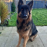 Dexter is registered to the contest to win money with this photo: german_shepherd, dog, pet, animal, outdoor, backyard, grass, shed, fence, patio, paw_prints, canine, sitting, fur, ears, garden, daylight, watchful, nature, companion