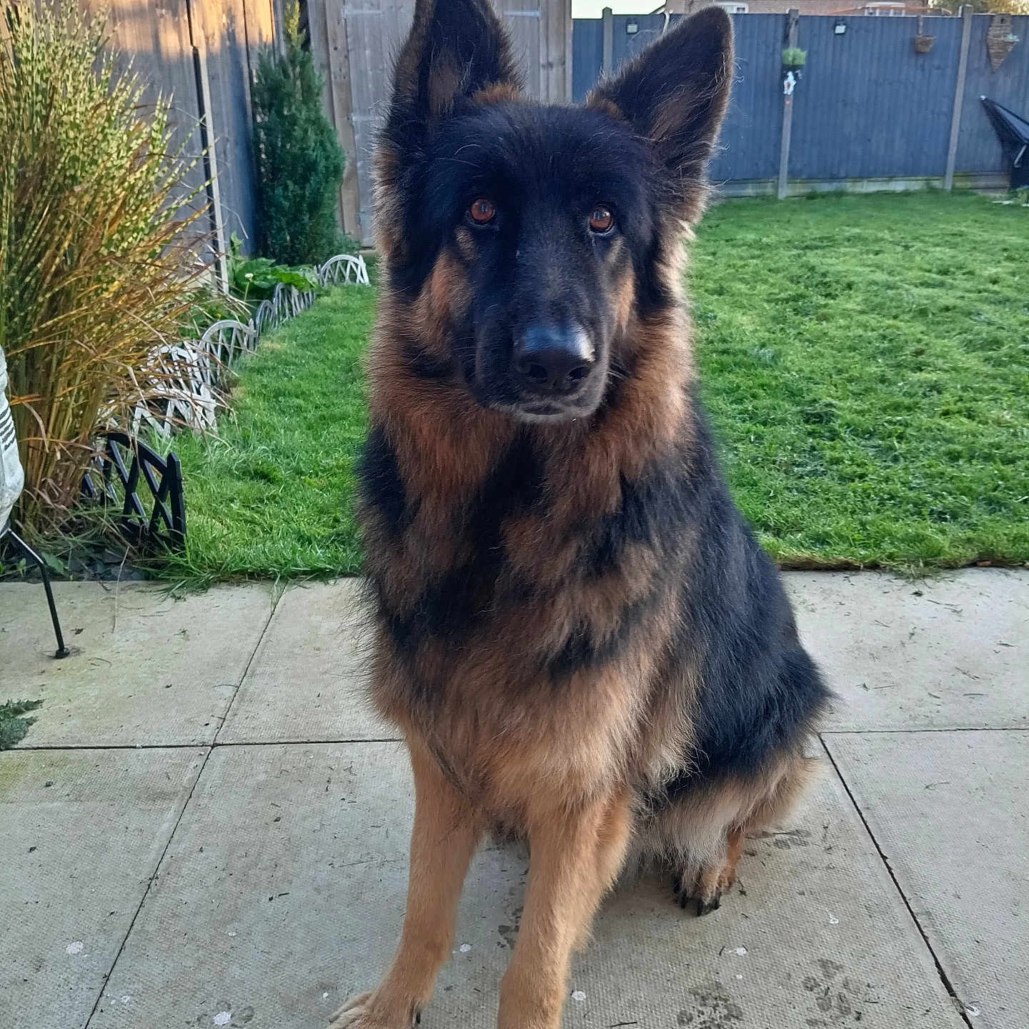 Dexter is registered to the contest to win money with this photo: animal, backyard, canine, companion, daylight, dog, ears, fence, fur, garden, german_shepherd, grass, nature, outdoor, patio, paw_prints, pet, shed, sitting, watchful