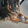Dexter joined the competition — help win amazing prizes! german_shepherd, dog, pet, toy, plush_toy, carpet, indoor, animal, canine, fur, ears, paws, laying_down, brown, black, living_room, cozy, close_up, looking_at_camera, domestic