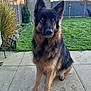 Dexter is registered to the contest to win money with this photo: german_shepherd, dog, pet, animal, outdoor, backyard, grass, shed, fence, patio, paw_prints, canine, sitting, fur, ears, garden, daylight, watchful, nature, companion