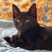Happy participe au concours pour gagner de l'argent avec cette photo : cat, black_cat, pet, animal, feline, lying_down, resting, closeup, portrait, indoor, blanket, soft_texture, golden_eyes, whiskers, ears, fur, cute, cozy, relaxed, domestic_animal