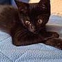 Happy a rejoint le concours — aidez-le/la à gagner de superbes lots ! black_cat, kitten, pet, animal, feline, fur, whiskers, eyes, ears, paws, resting, indoor, blanket, soft_texture, cozy, curious, young, cute, mammal, companion