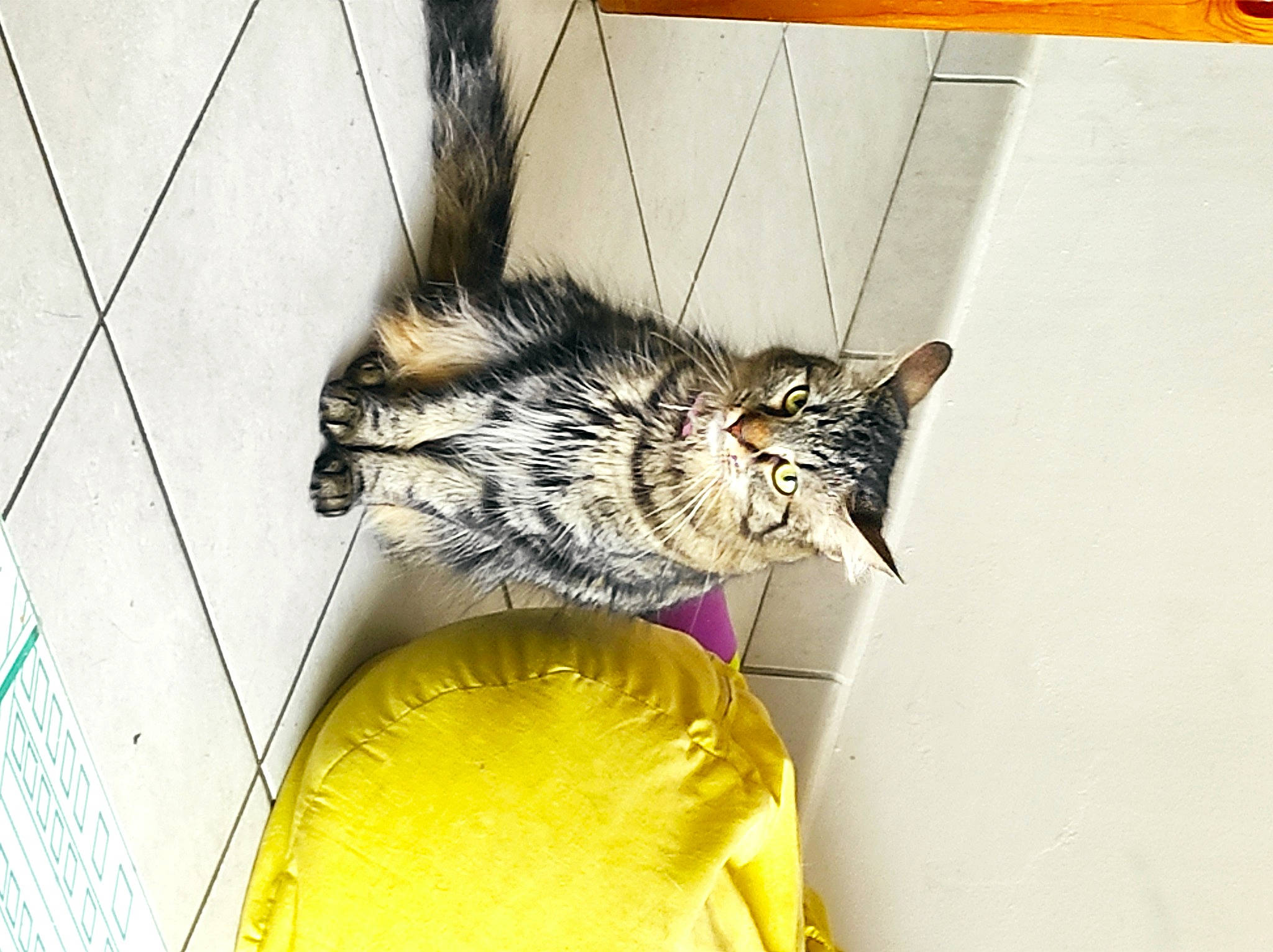 Plum a rejoint le concours — aidez-le/la à gagner de superbes lots ! animal_shelter, carnivore, cat, cat_supply, claw, domestic_short_haired_cat, felidae, flowerpot, fur, metal, paw, plant, room, small_to_medium_sized_cats, tail, whiskers