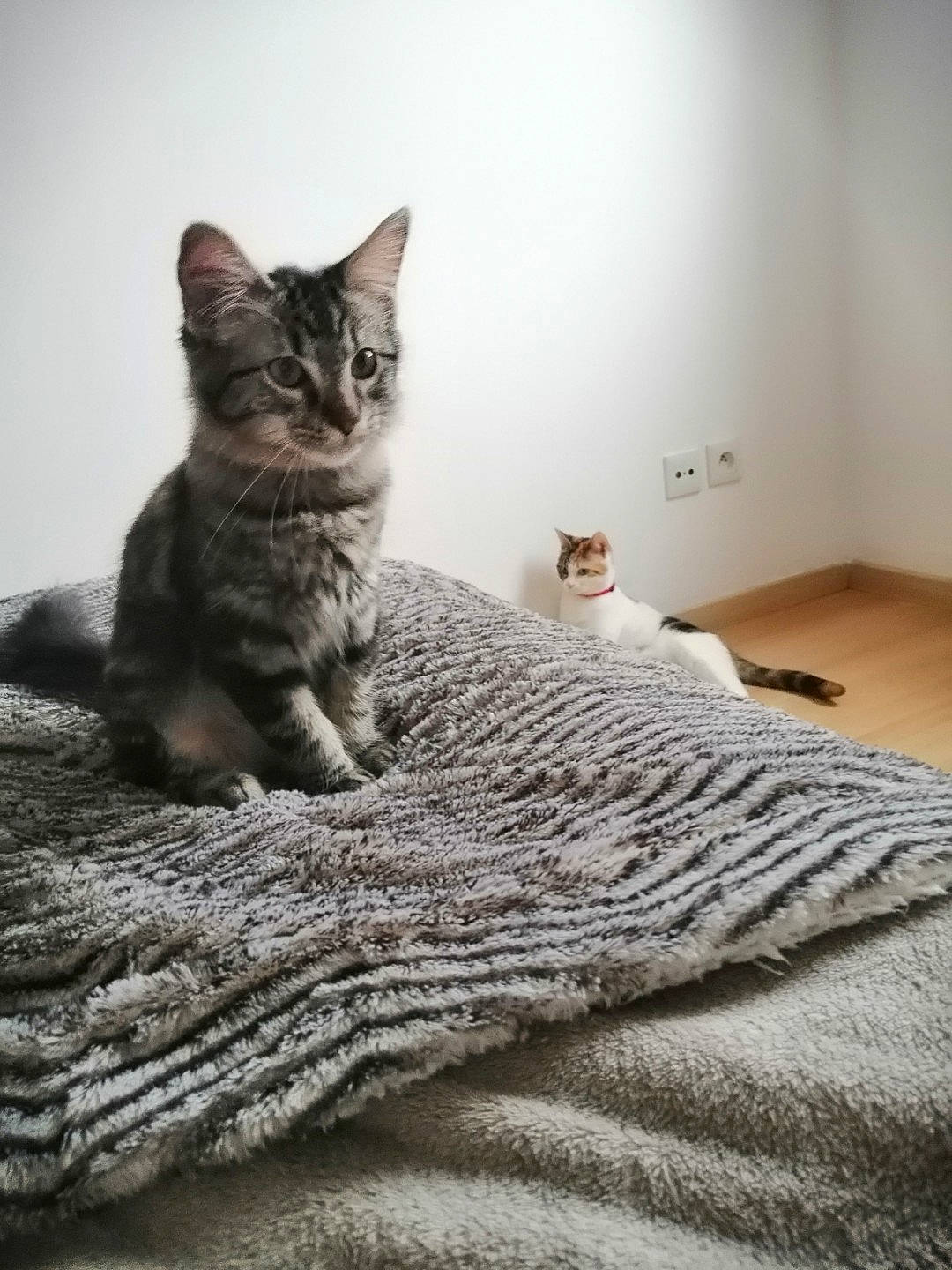 Plum a rejoint le concours — aidez-le/la à gagner de superbes lots ! bedding, carnivore, cat, comfort, domestic_short_haired_cat, felidae, floor, flooring, fur, grey, hardwood, linens, paw, room, sitting, small_to_medium_sized_cats, tail, whiskers, wood, woven_fabric