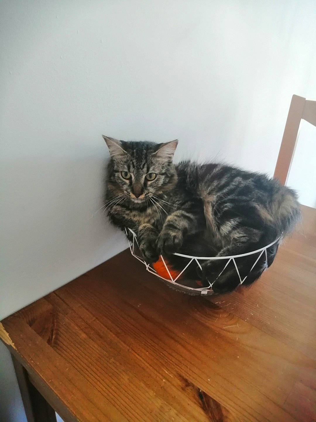 Plum a rejoint le concours — aidez-le/la à gagner de superbes lots ! carnivore, cat, comfort, domestic_short_haired_cat, felidae, flooring, fur, grey, hardwood, laminate_flooring, mammal, plant, small_to_medium_sized_cats, table, tail, vertebrate, whiskers, wood, wood_flooring, wood_stain