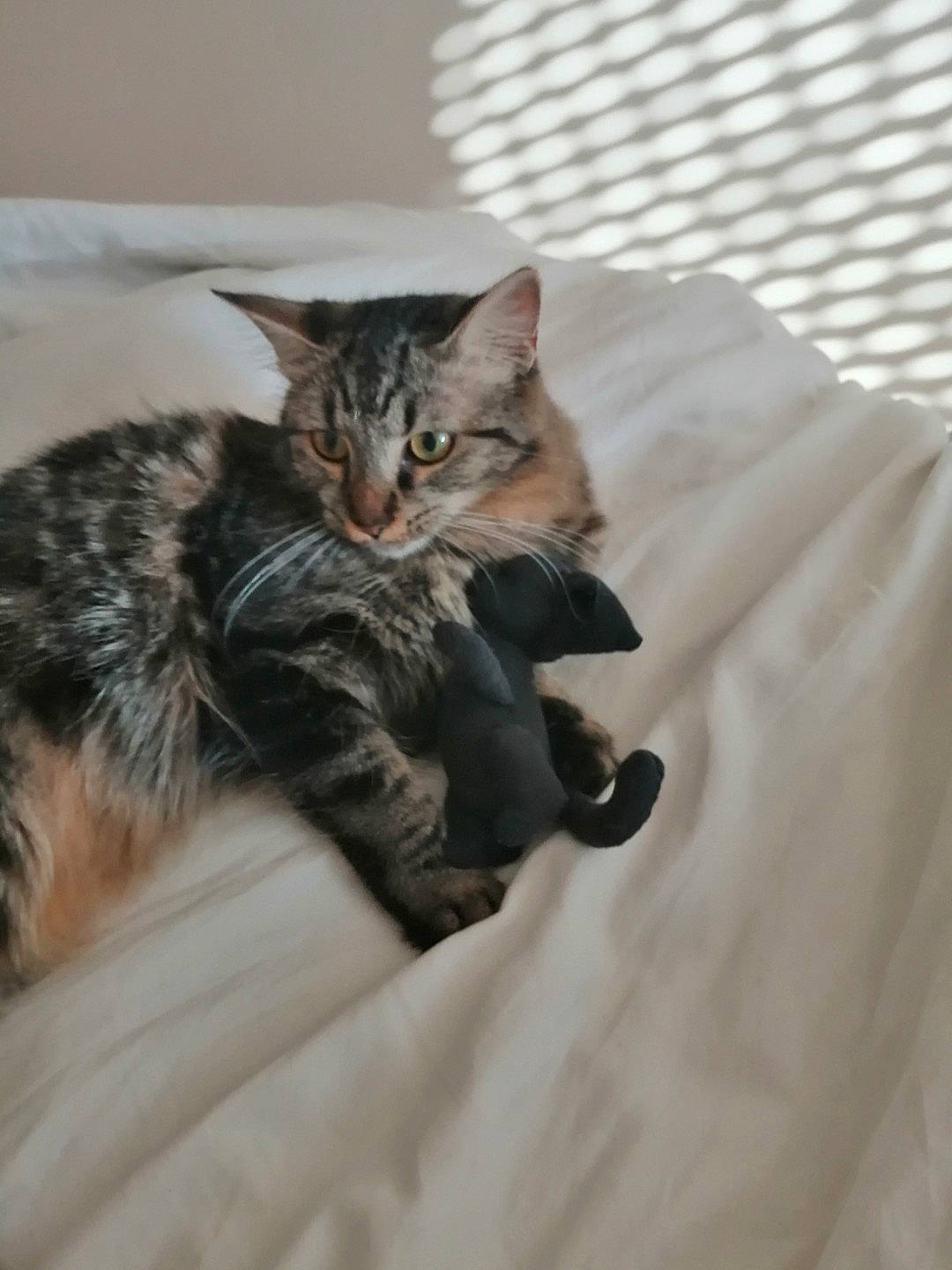 Plum a rejoint le concours — aidez-le/la à gagner de superbes lots ! bed, carnivore, cat, claw, comfort, domestic_short_haired_cat, felidae, fur, grey, linens, paw, sleeve, small_to_medium_sized_cats, tail, whiskers