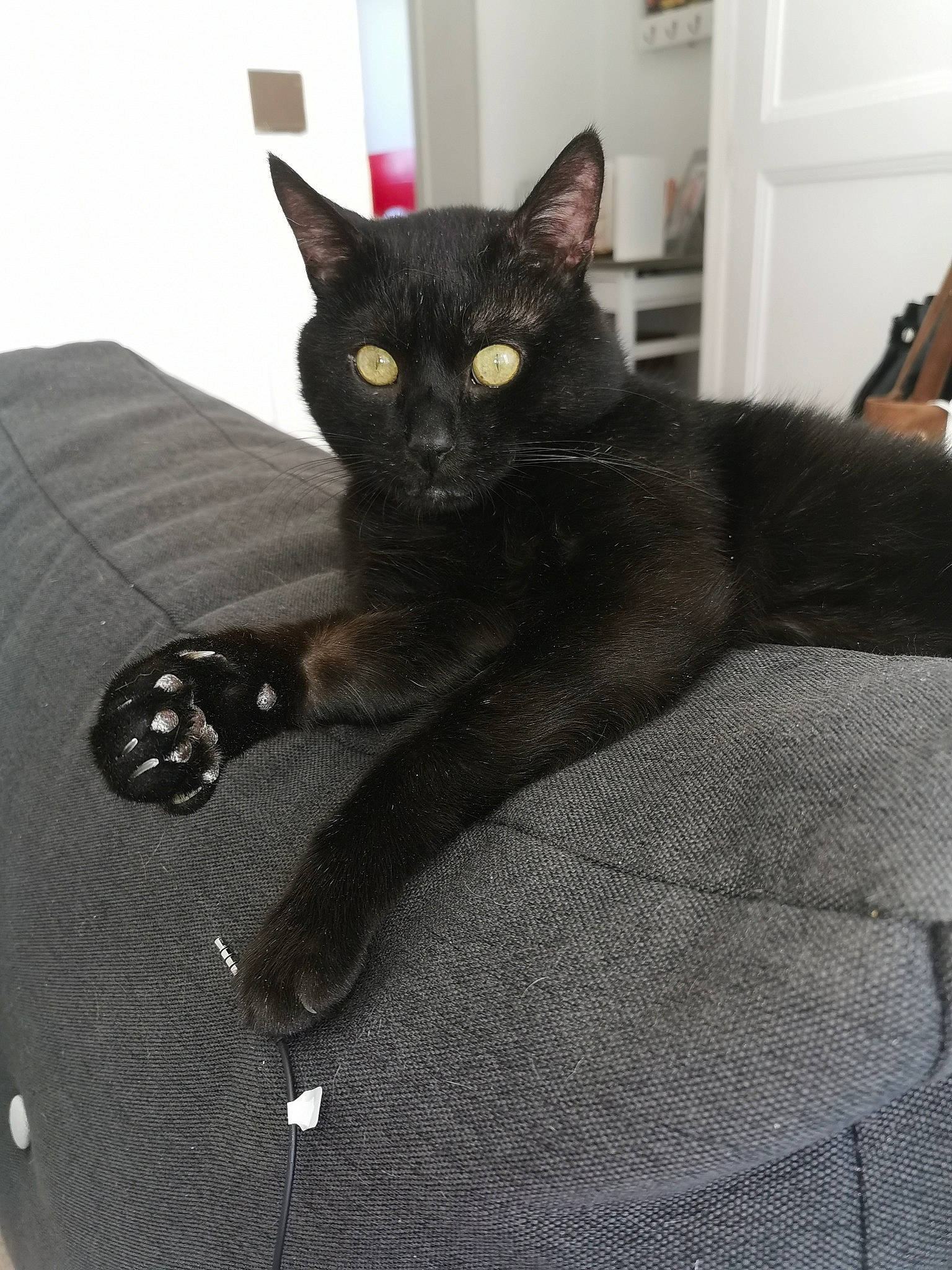 Coyotte a rejoint le concours — aidez-le/la à gagner de superbes lots ! asian, black, black_cat, bombay, british_shorthair, burmese, carnivore, cat, domestic_short_haired_cat, felidae, kitten, korat, mammal, small_to_medium_sized_cats, whiskers