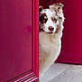 dog, pet, animal, peeking, door, magenta, fur, eyes, canine, portrait, outdoor, curious, cute, playful, waiting, friendly, closeup, pavement, colorful, expression