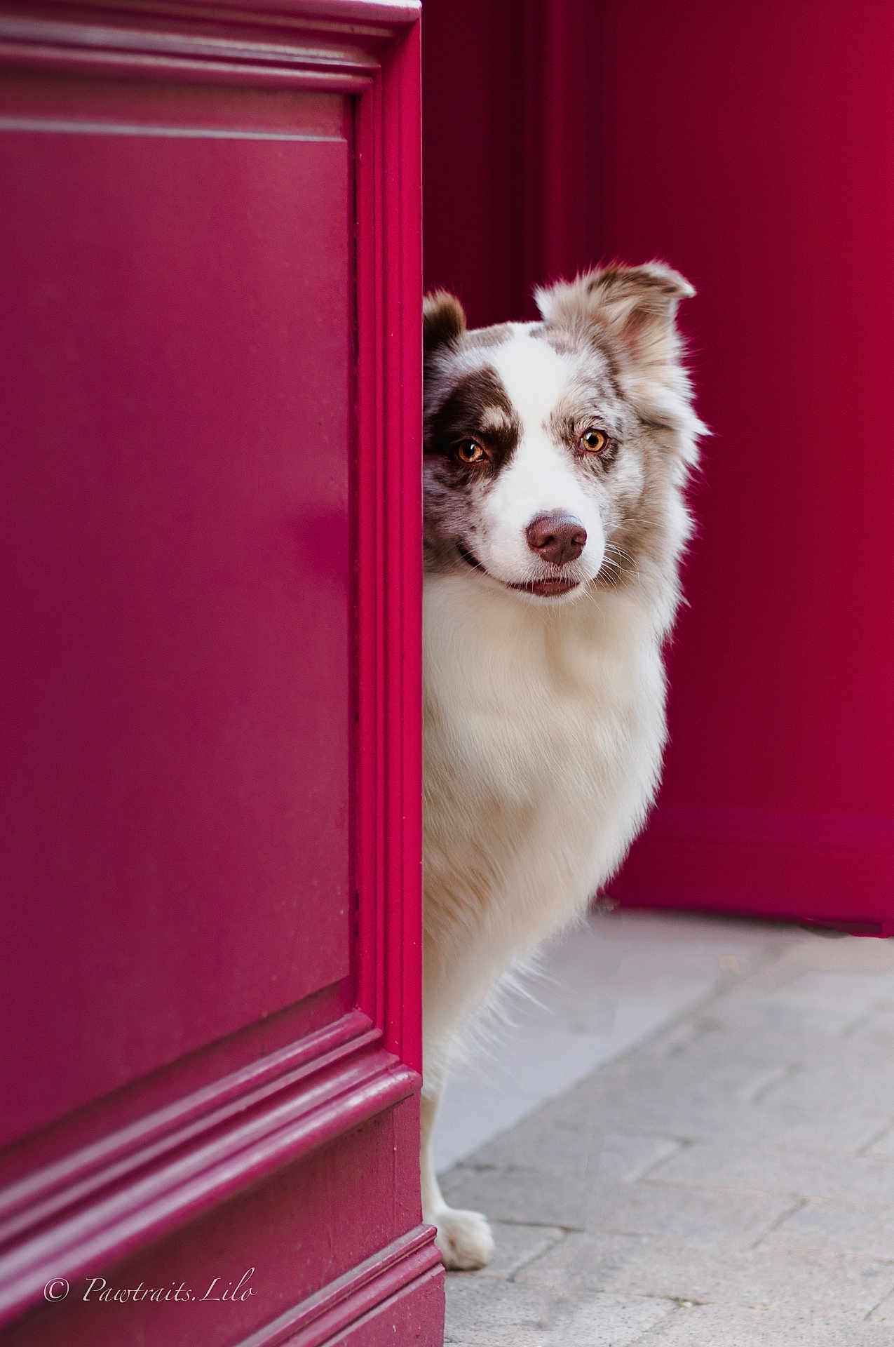 Lilo participe au concours pour gagner de l'argent avec cette photo : dog, pet, animal, peeking, door, magenta, fur, eyes, canine, portrait, outdoor, curious, cute, playful, waiting, friendly, closeup, pavement, colorful, expression