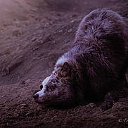 Lilo participe au concours pour gagner de l'argent avec cette photo : animal, brown, calm, contemplative, dirt, dog, earthy, focused_gaze, fur, low_light, lying_down, mammal, moody, nature, outdoor, pet, portrait, quiet, texture, wild