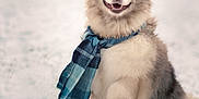 Lilo participe au concours pour gagner de l'argent avec cette photo : animal, background_blur, blue, canine, cold, cute, dog, fashion, fluffy, fur, happy, outdoor, pet, playful, portrait, raised_paw, scarf, smiling, snow, winter