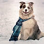 animal, background_blur, blue, canine, cold, cute, dog, fashion, fluffy, fur, happy, outdoor, pet, playful, portrait, raised_paw, scarf, smiling, snow, winter