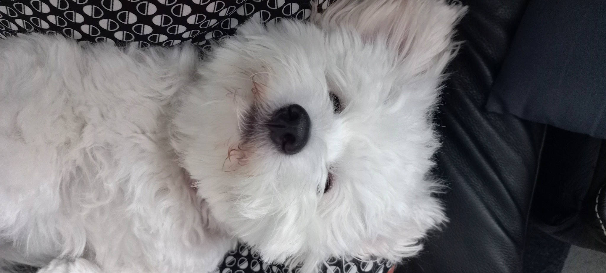 Snoopy participe au concours pour gagner de l'argent avec cette photo : ball, canidae, carnivore, companion_dog, dog, dog_breed, fur, maltepoo, non_sporting_group, pattern, small_terrier, snout, stuffed_toy, terrier, toy, toy_dog, whiskers