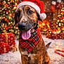 Uby participe au concours pour gagner de l'argent avec cette photo : dog, santa_hat, plaid_bandana, christmas_tree, christmas_lights, wrapped_presents, fireplace, snow, festive, holiday, tongue_out, brown_dog, indoors, decorations, cozy, seasonal, celebration, winter, smiling_dog, holiday_spirit