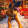 Uby a rejoint le concours — aidez-le/la à gagner de superbes lots ! dog, christmas_tree, fireplace, presents, snow, holiday, festive, decorations, stocking, lights, tongue_out, warmth, cozy, indoor, celebration, ornaments, gift_box, happy, pet, winter