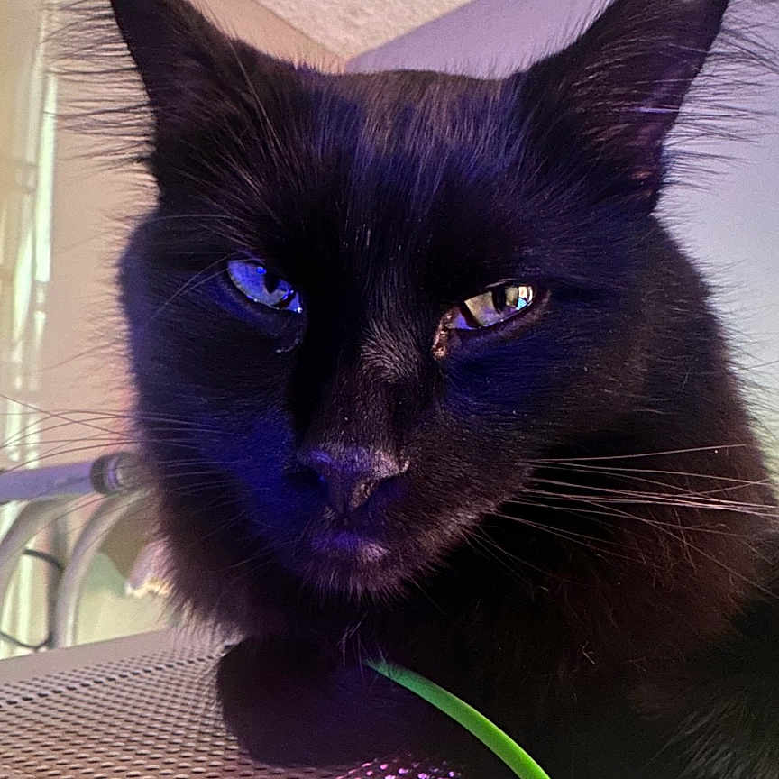 Lilly is registered to the contest to win money with this photo: animal, black_cat, calm, cat, close_up, cute, domestic_cat, ears, face, feline, fur, green_cable, indoor, metal_surface, pet, portrait, purple_light, reflection, resting, whiskers