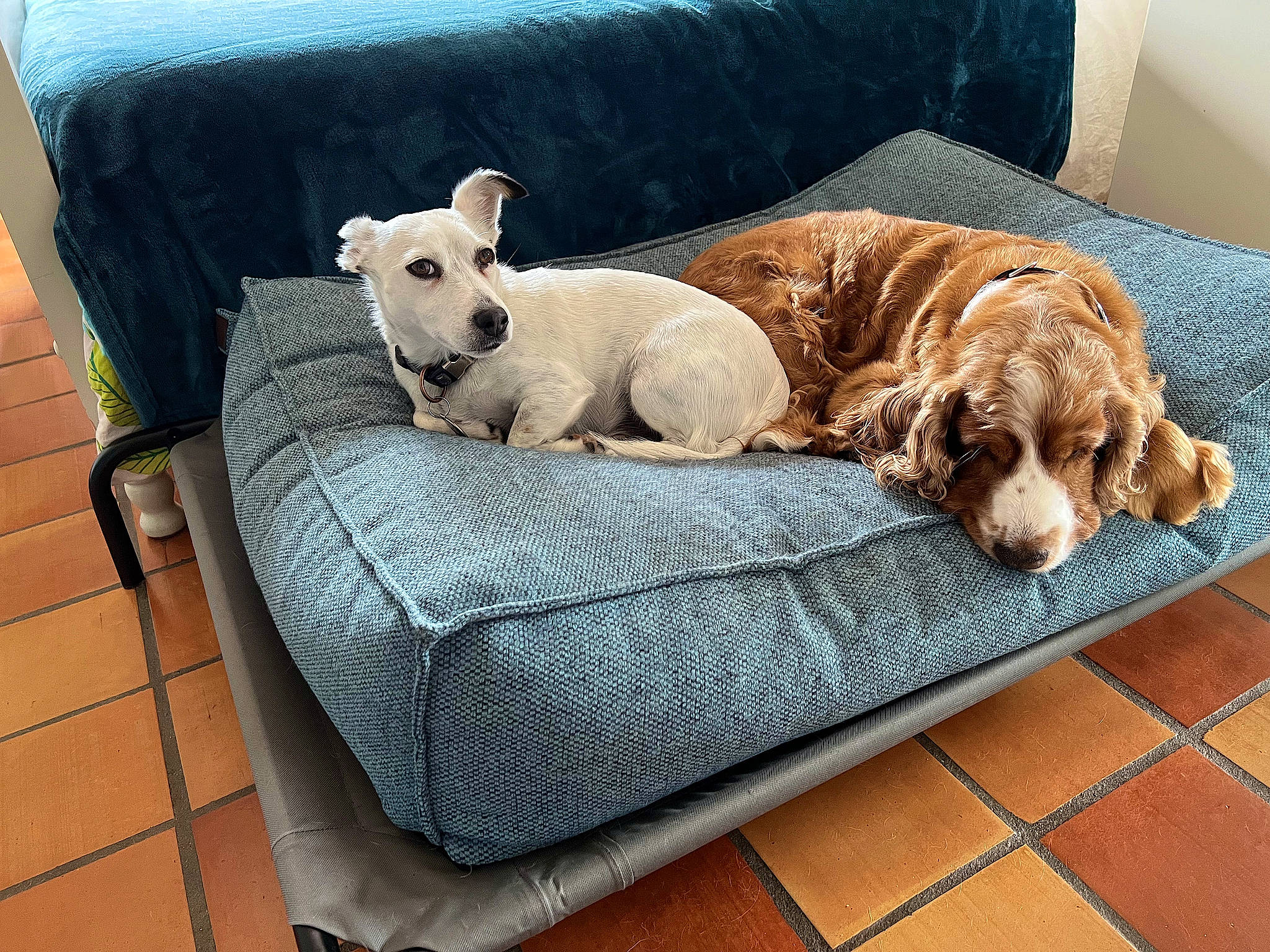 Ghost a rejoint le concours — aidez-le/la à gagner de superbes lots ! carnivore, comfort, companion_dog, couch, dog, dog_bed, dog_breed, dog_supply, fawn, flooring, furniture, liver, outdoor_furniture, pet_supply, pillow, sofa_bed, sporting_group, studio_couch, toy_dog, working_animal