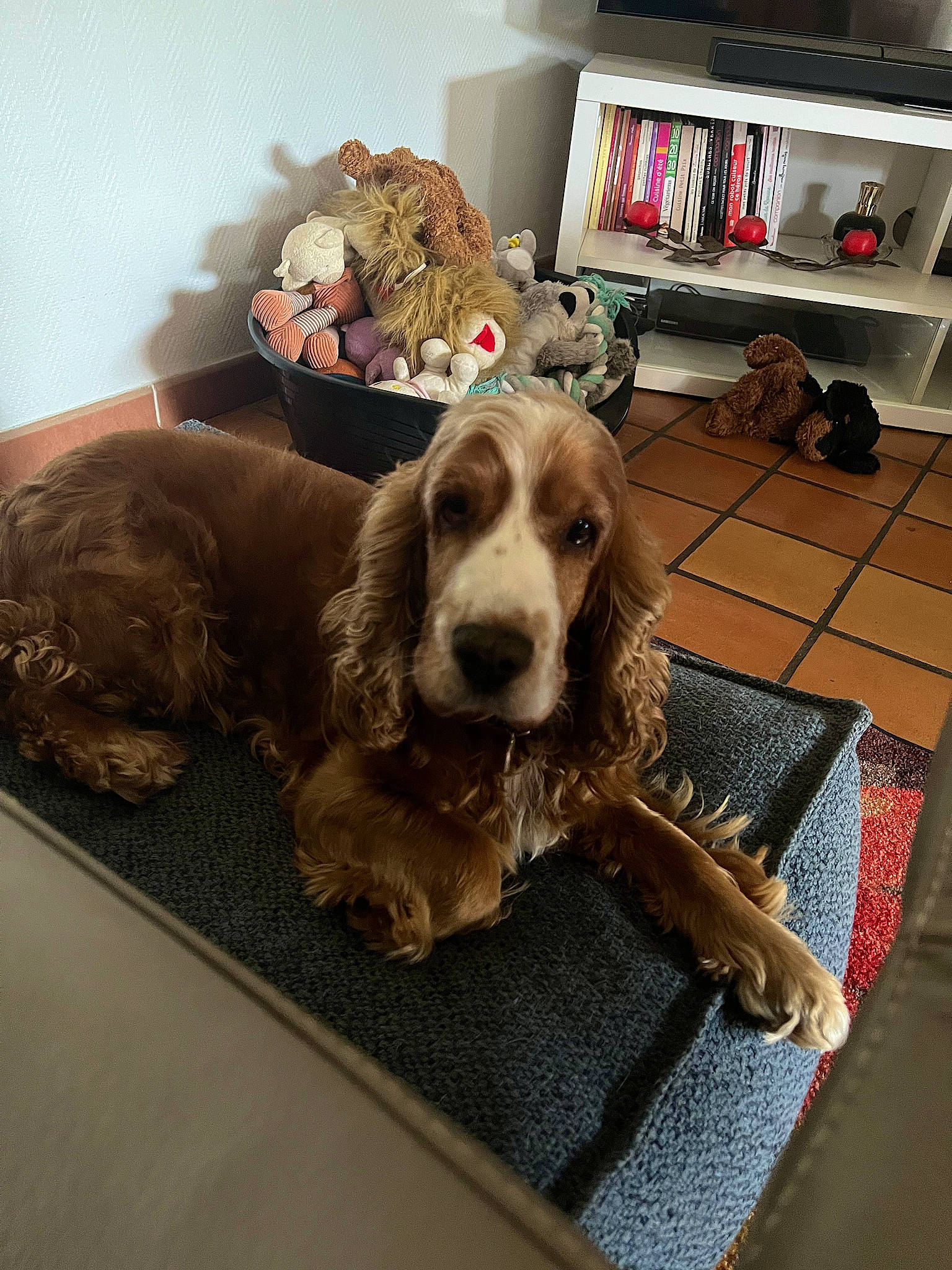 Ghost a rejoint le concours — aidez-le/la à gagner de superbes lots ! bookcase, carnivore, comfort, companion_dog, dog, dog_breed, flooring, gun_dog, liver, metal, pointing_breed, rectangle, room, shelf, shelving, spaniel, sporting_group, square, toy, working_animal