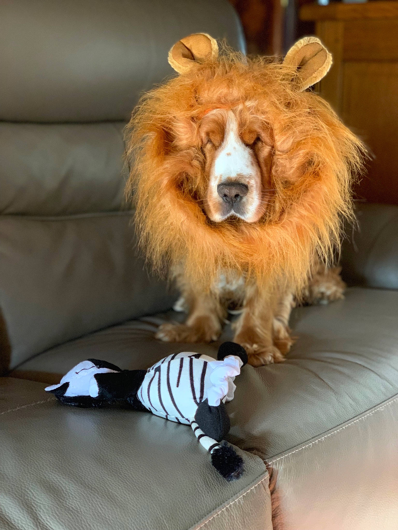 Ghost a rejoint le concours — aidez-le/la à gagner de superbes lots ! carnivore, claw, comfort, companion_dog, couch, fang, fawn, fur, liver, natural_material, plant, red_panda, snout, tail, terrestrial_animal, whiskers, wildlife, wood