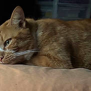 Mars participe au concours pour gagner de l'argent avec cette photo : animal, calm, cat, closeup, cozy, cute, domestic_cat, feline, fur, indoor, lying_down, orange_tabby, pet, portrait, quiet, relaxed, resting, sleepy, soft_surface, whiskers
