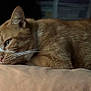 Nala participe au concours pour gagner de l'argent avec cette photo : cat, orange_tabby, resting, lying_down, whiskers, soft_surface, indoor, closeup, pet, feline, calm, cozy, fur, sleepy, domestic_cat, portrait, relaxed, animal, cute, quiet