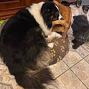 Nala participe au concours pour gagner de l'argent avec cette photo : dog, cat, pet_bed, floor, tile_floor, paw_prints, furniture, cabinet, indoor, cozy, fluffy, brown, black, orange, animal, domestic_animal, curled_up, standing, close_together, three_animals