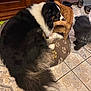 animal, black, brown, cabinet, cat, close_together, cozy, curled_up, dog, domestic_animal, floor, fluffy, furniture, indoor, orange, paw_prints, pet_bed, standing, three_animals, tile_floor