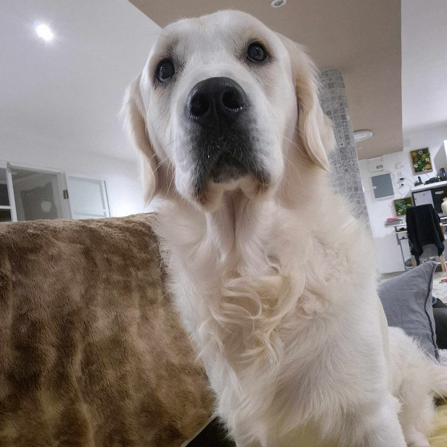 Ugo participe au concours pour gagner de l'argent avec cette photo : animal, architecture, building, canine, computerhardware, couch, dog, electronics, furniture, goldenretriever, hardware, hound, indoors, labradorretriever, livingroom, monitor, pet, puppy, room, screen