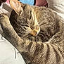 cat, tabby_cat, sleeping, fur, whiskers, closeup, pet, cozy, curled_up, resting, indoor, sunlight, animal, cute, mammal, relaxing, paw, feline, soft, nap