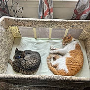 Vlad is registered to the contest to win money with this photo: cat, sleeping, playpen, window, curtains, ginger_cat, gray_cat, collar, indoor, pet, feline, resting, patterned, fabric, daylight, home, carpet, cozy, animal, two_cats