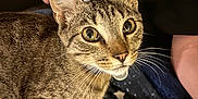 Vlad joined the competition — help win amazing prizes! cat, tabby, pet, animal, indoor, closeup, whiskers, curious, fur, lap, person, shirt, textile, pattern, seated, domestic, cozy, relaxed, mammal, companion