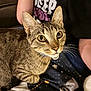 cat, tabby, pet, animal, indoor, closeup, whiskers, curious, fur, lap, person, shirt, textile, pattern, seated, domestic, cozy, relaxed, mammal, companion