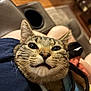 cat, tabby_cat, close_up, pet, animal, indoor, lap, furniture, recliner, wooden_floor, comfort, cozy, whiskers, ears, face, fur, domestic_animal, resting, human_leg, casual